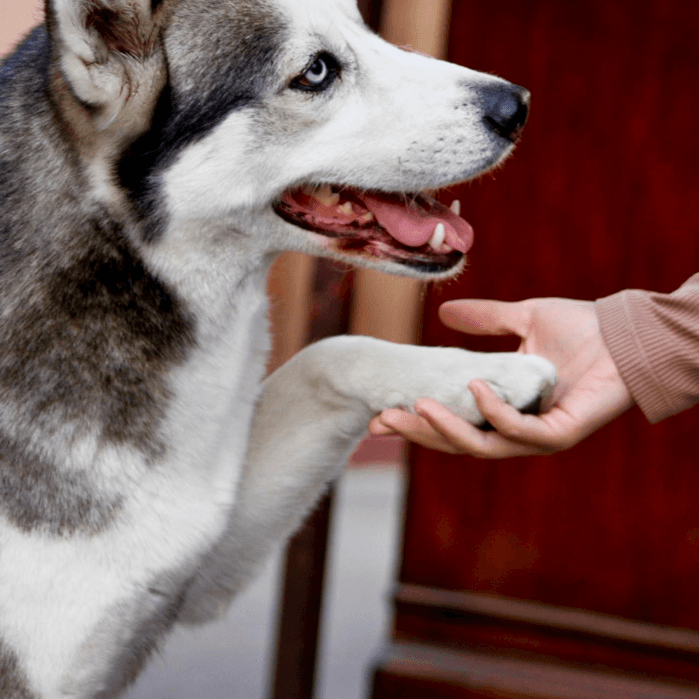 Lucina López nos envía esta foto de Sky y dice que "saluda y es muy amorosa siempre".