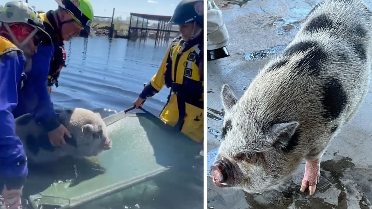 Afortunadamente Pixy fue llevado a un lugar seguro.