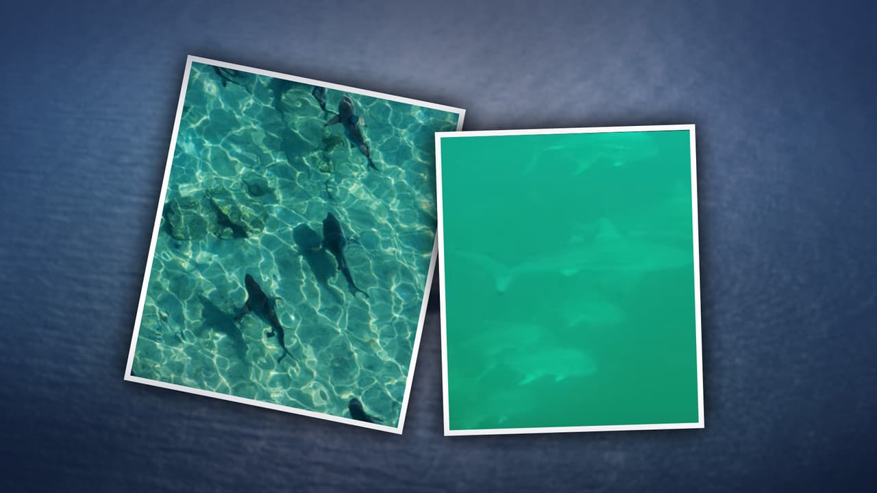 Video de una investigadora capta un momento inusual entre tiburones en la costa de Texas