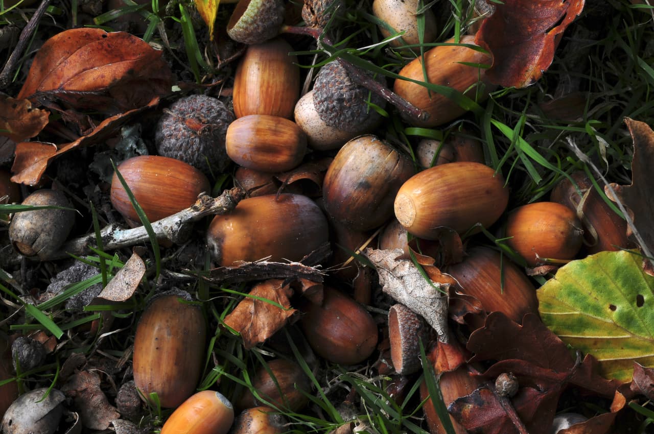 Según muchos ritos paganos durante esos días se enterraban bellotas en el suelo, se invocaban los antepasados y se efectuaban determinadas oraciones encaminadas a canalizar de forma efectiva la gran energía lunar. Se puede tomar como evento preparatorio para esperar el nuevo año, y también para meditar y evaluar la manera en que hemos ido viviendo estos doce meses del año 2017 que están ya a punto de terminar.