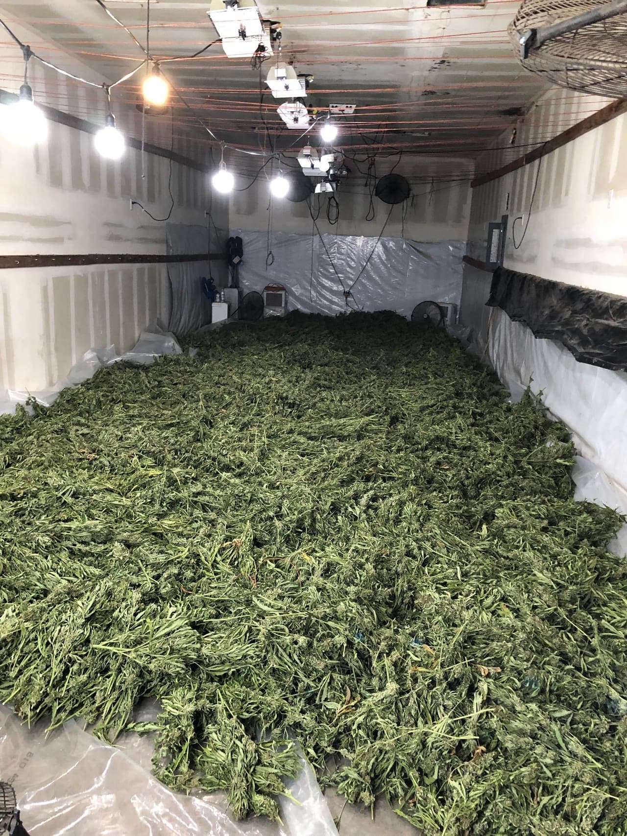 La ley actual permite cultivar de 6 a 12 plantas en interiores, según dependa.