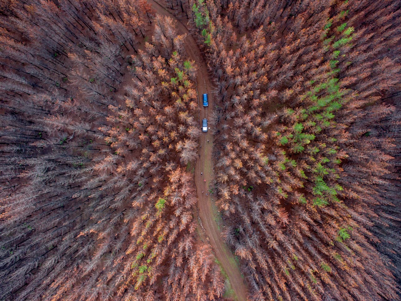 Vista aérea de un sector forestal en Talca que fue consumida por los incendios masivos y ahora está siendo sembrada por este trío de cuadrúpedos.