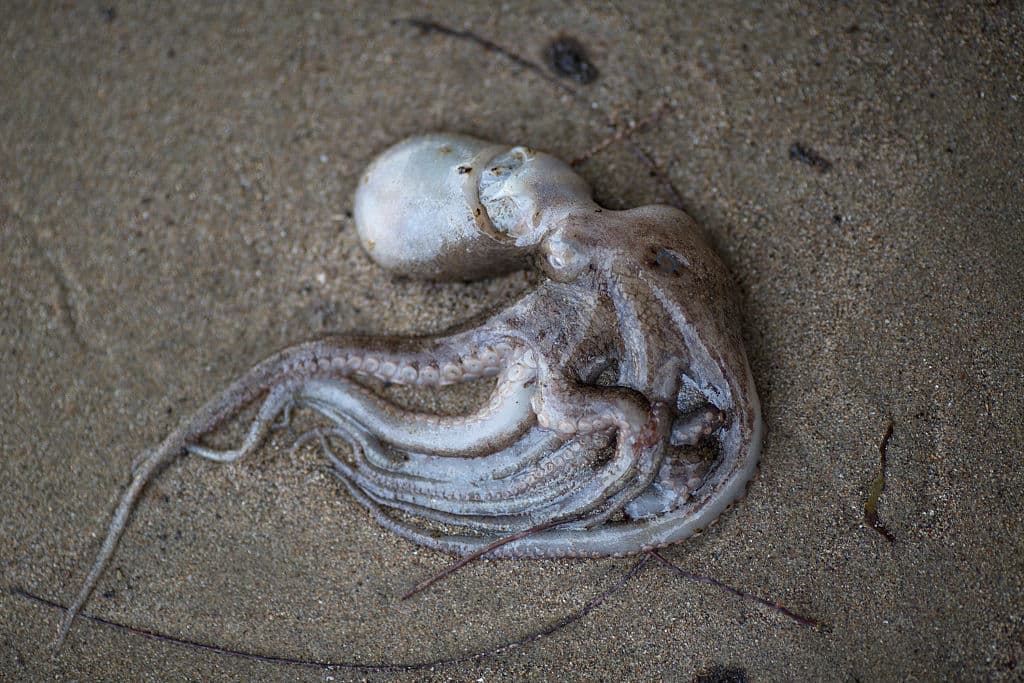 GOLETA, CALIFORNIA - MAY 20: An octopus lies dead on an oil-covered beach after an oil spill near Refugio State Beach on May 20, 2015 north of Goleta, California. About 21,000 gallons spilled from an abandoned pipeline on the land near Refugio State Beach, spreading over about four miles of beach within hours. The largest oil spill ever in U.S. waters at the time occurred in the same section of the coast where numerous offshore oil platforms can be seen, giving birth to the modern American environmental movement. (Photo by David McNew/Getty Images)