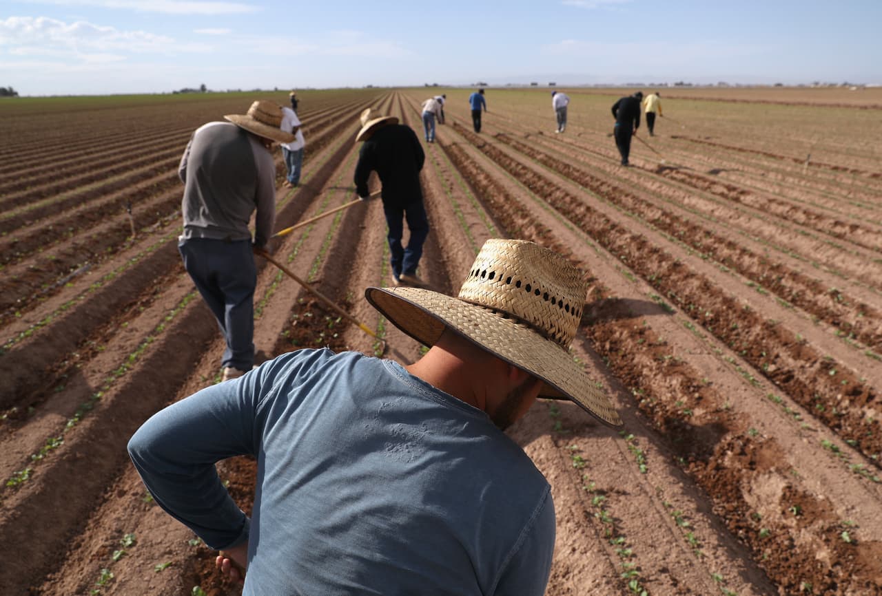 Trabajadores migrantes en los campos de California.