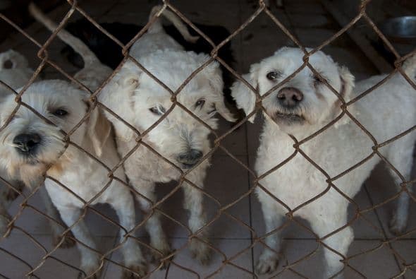 En la Ciudad de México se estima que cada año, alrededor de 18 mil perros se pierden o son abandonados por sus dueños.