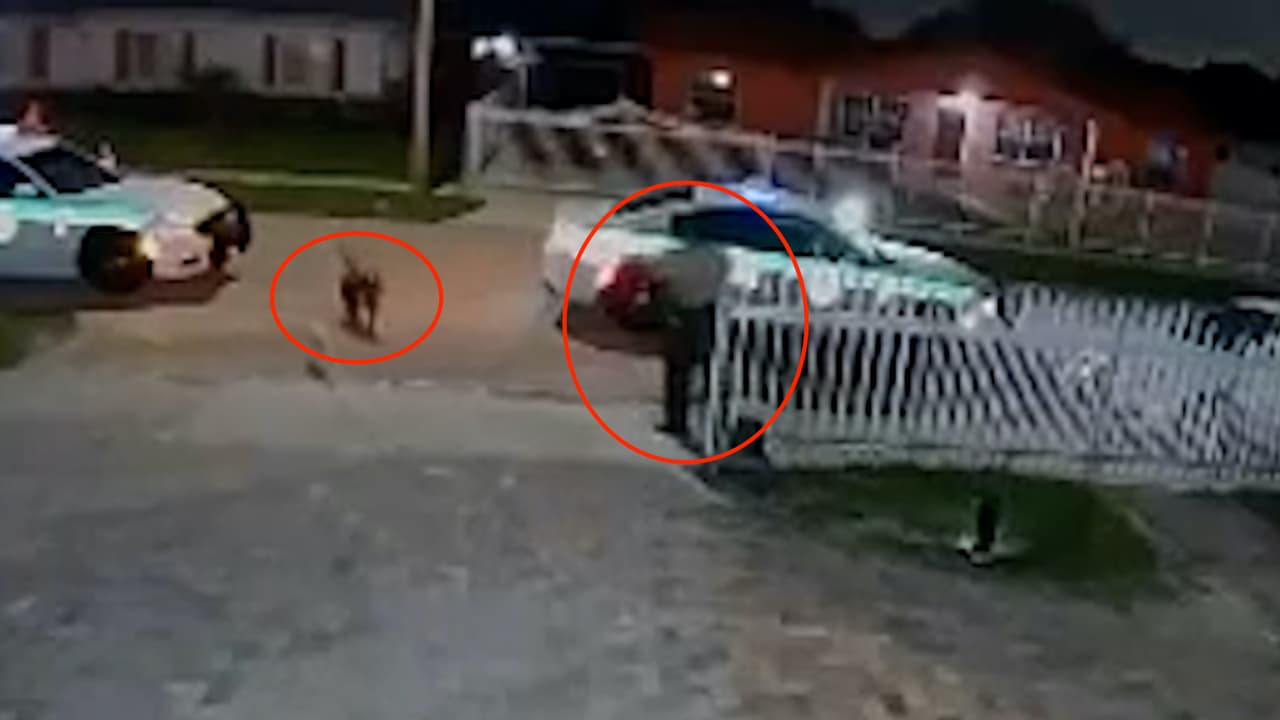 “Señora agarre el perro”: mascota muere baleada supuestamente por un policía de Miami-Dade
