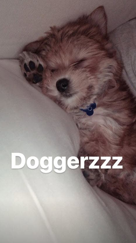 Ninguno de los dos dejó de publicar fotografías del pequeño perro.