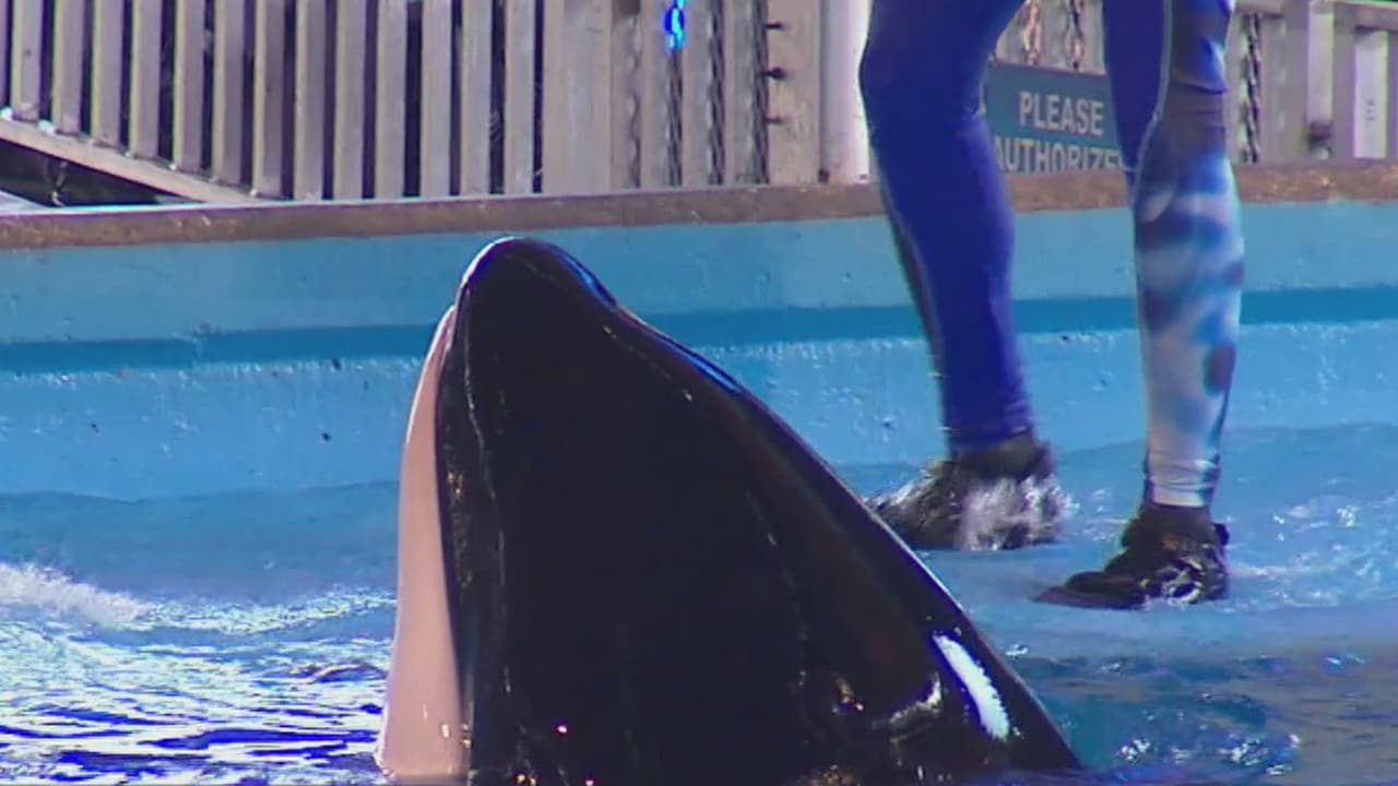 SeaWorld San Antonio despide a más de 200 empleados debido a la pandemia por coronavirus