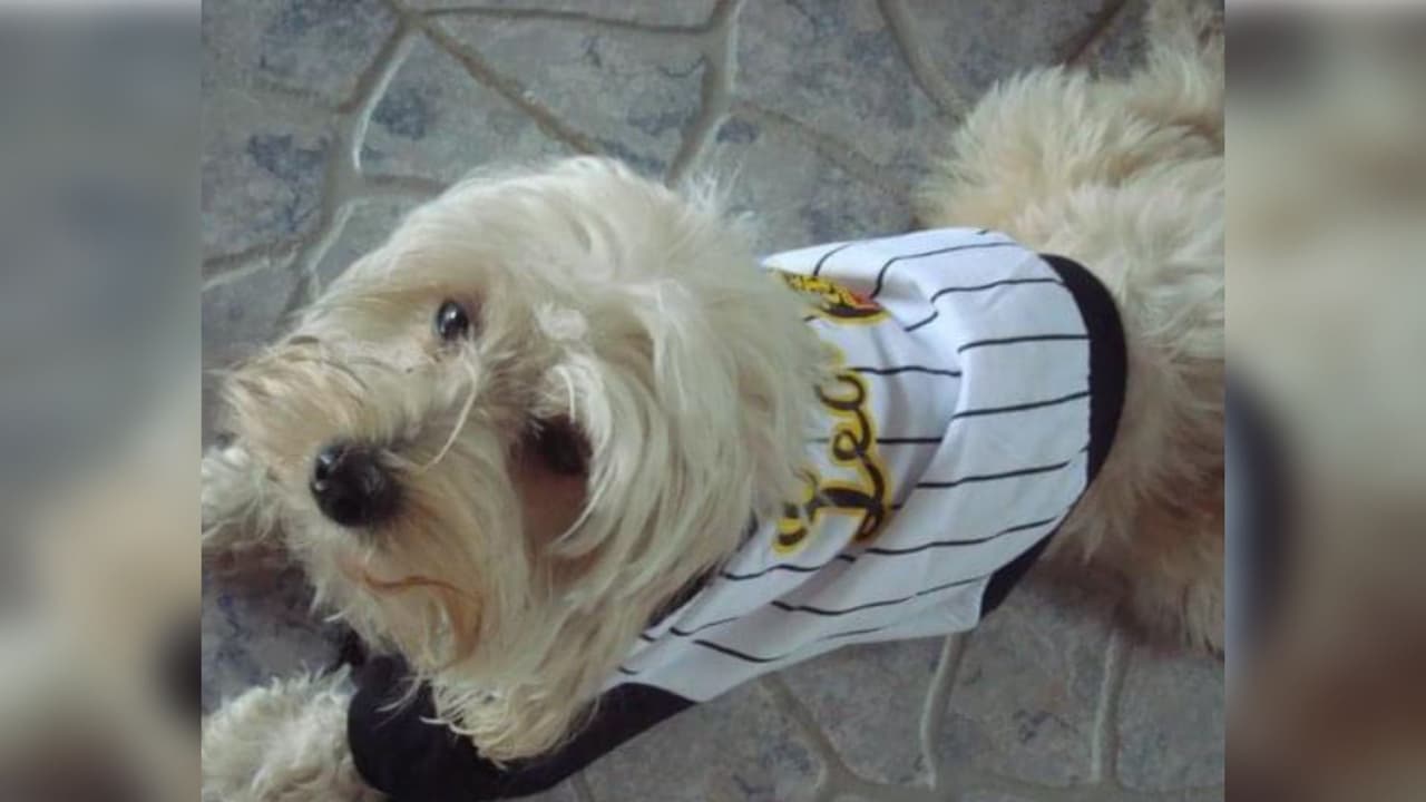 "Mi perra se llamaba ( Bella ) ,, esa foto se l tome en mi casa 🏠 Venezuela 🇻🇪,, estaba la temporada del béisbol ⚾️ leones 🦁 Magallanes ,, ganó los leones 🦁 mi equipo y bueno salí a festejar con mi perrita la victoria ✌️,, al llegar aquí EEUU 🇺🇸 hace 2 años ,, hice todo lo posible para poderla traer conmigo de vuelta pero no pude ,, hace 1 mes de murioi perrita después de 14 años conmigo ,, aún lloro todos los días por ella ,, Bella te extrañare por siempre i love you 😓", recordó su familiar, Yorbelys Vallez.