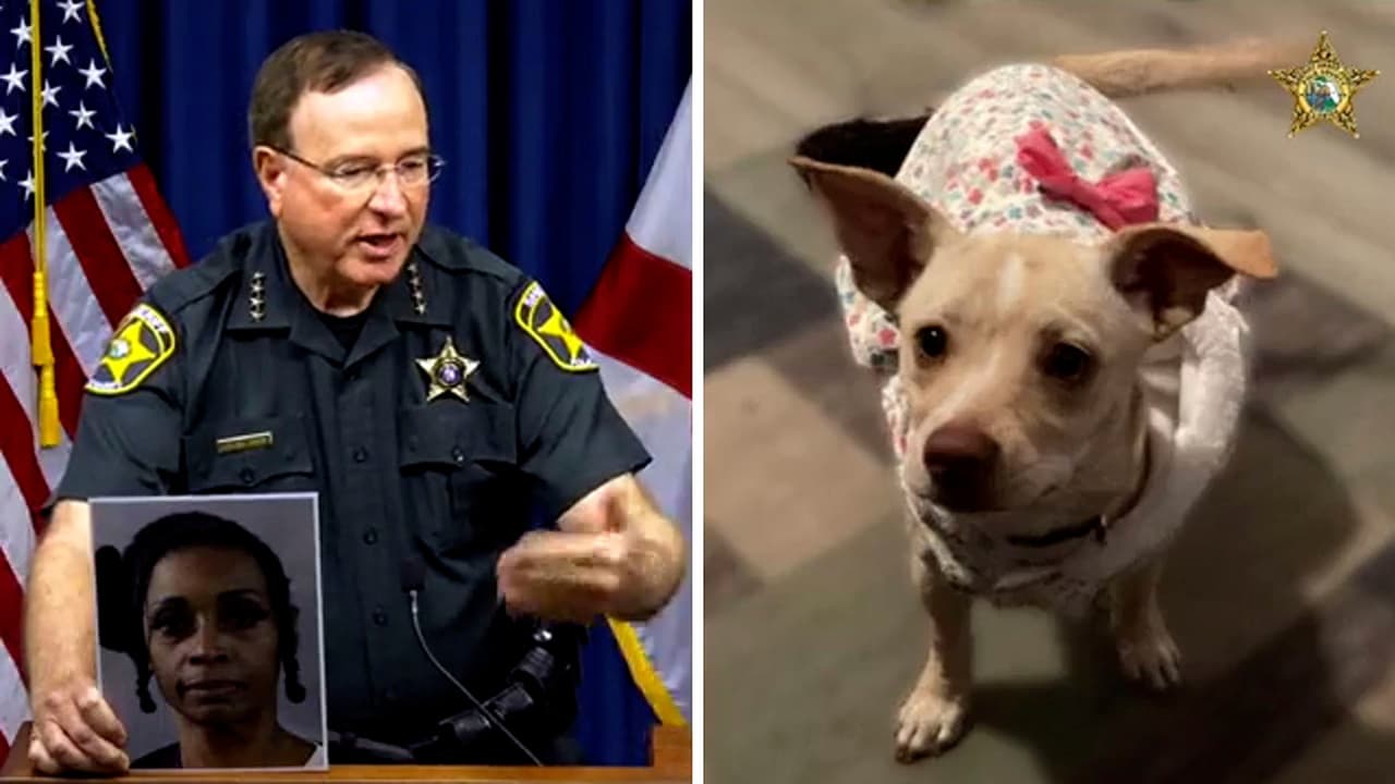 Acusan a enfermera de Florida de envenenar a mascotas de sus vecinos