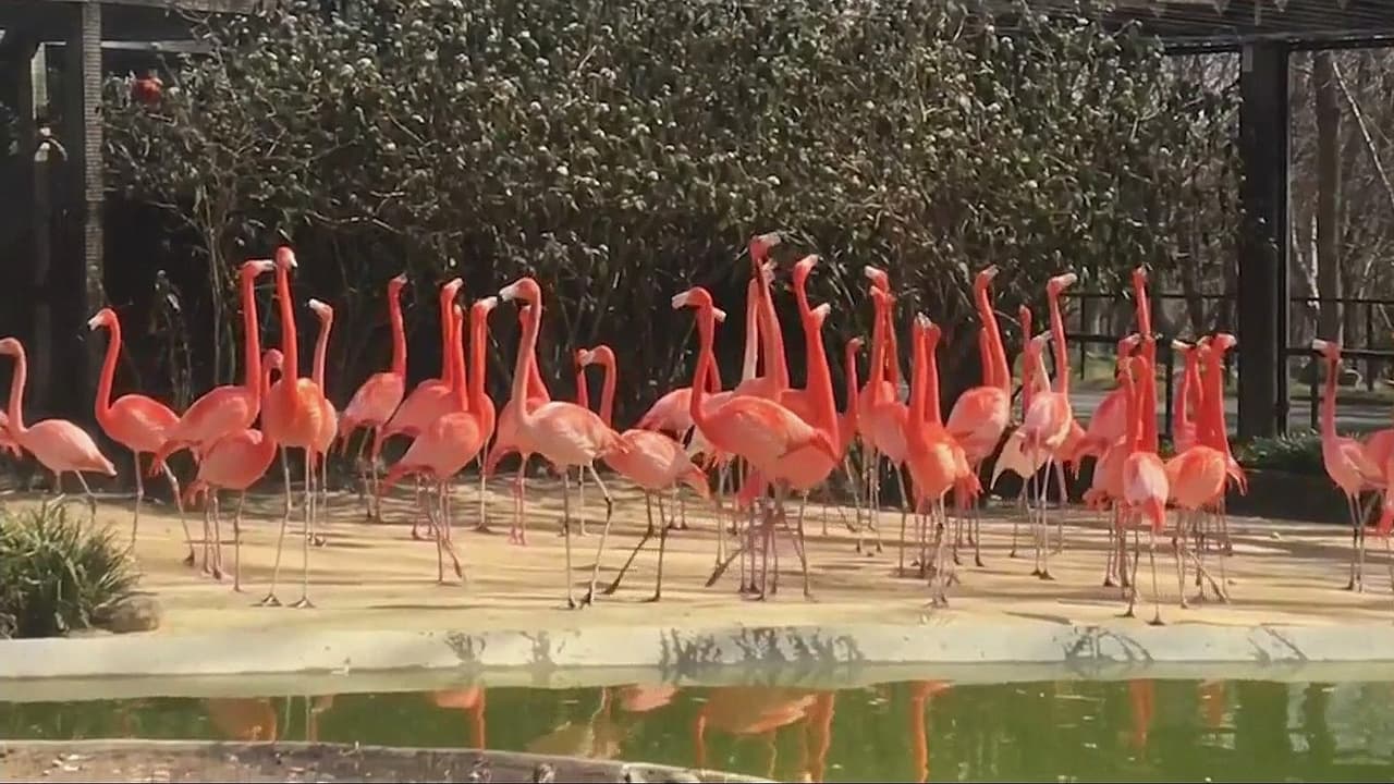 Zorro depredador de 25 flamencos y un pato en el Zoológico Nacional fue sacrificado