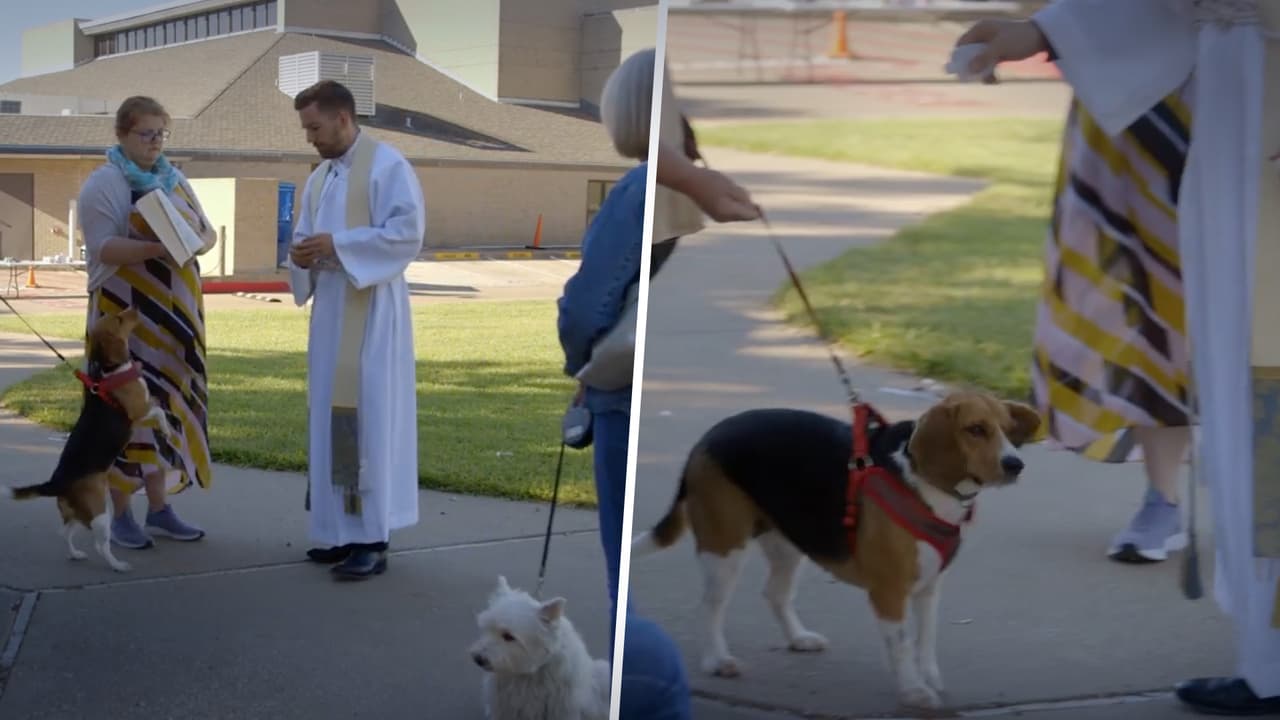 Día de San Francisco de Asís: estas iglesias de Dallas bendecirán a las mascotas