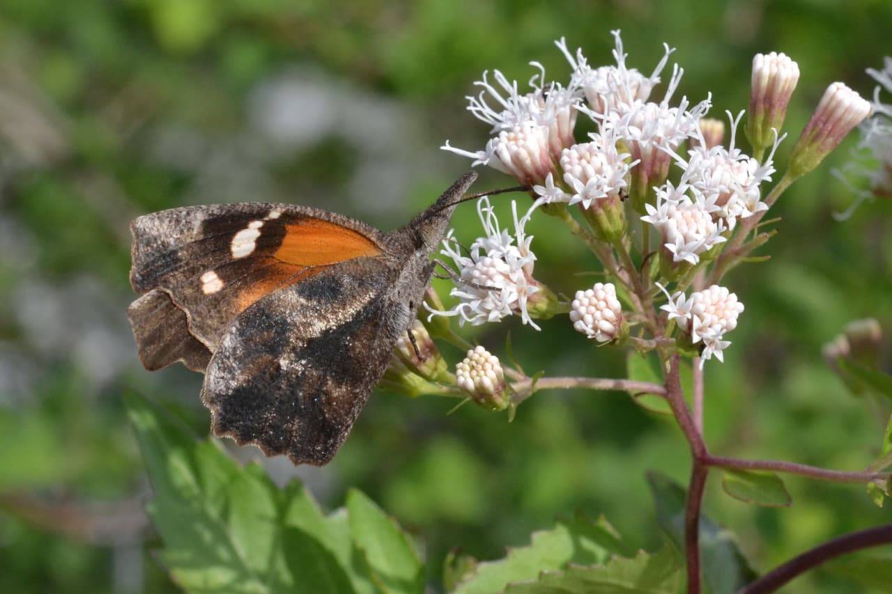 “No son monarcas”: Esta especie de mariposa está ‘invadiendo’ el centro de Texas