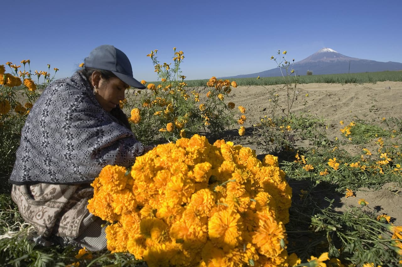 Para casos de molestias del estómago y el sistema digestivo, se puede utilizar un té de flores y hojas de cempasúchil (hervido y colado), combinadas con flores de manzanilla y hojas de hierbabuena. También se recomienda el té de flores de la planta mezclado con cáscara de limón para combatir las molestias biliares.
