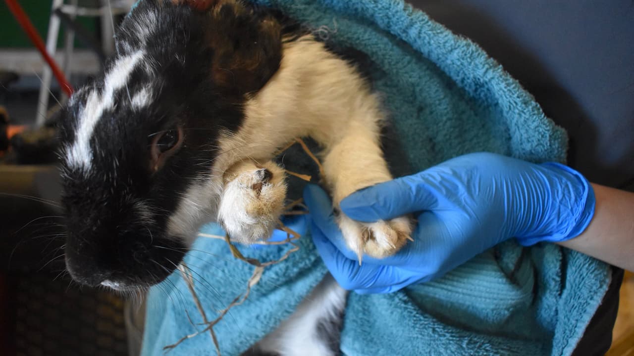 La mayoría de los animales necesitaban desesperadamente un corte de uñas, entre otros tratamientos médicos.