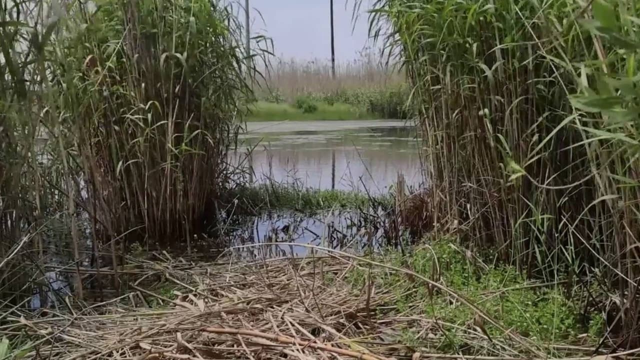 Alertan desaparición del ecosistema de la bahía de Galveston, urgen protegerlo