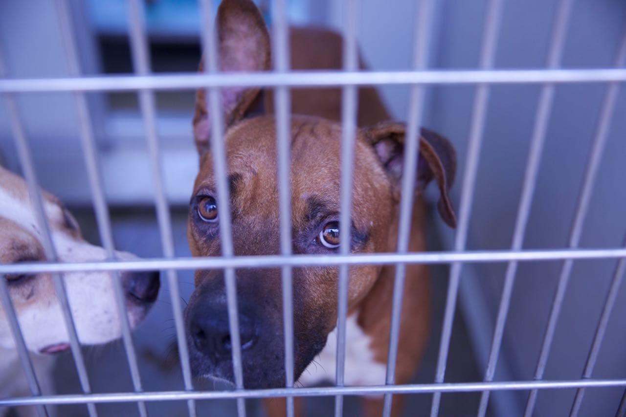 El hombre además enfrentará cargos por maltrato animal, según confirmó la Policía.