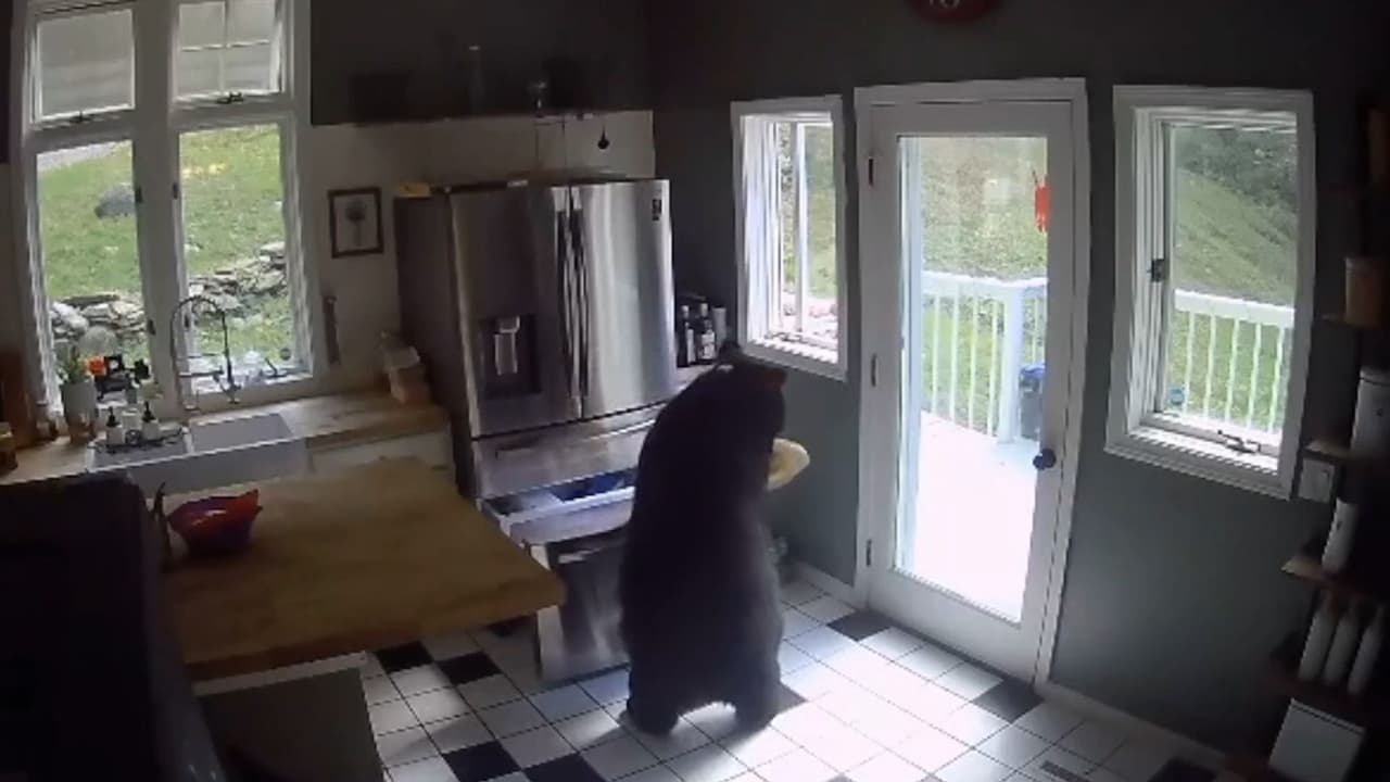 Oso ingresa a casa y roba lasaña de refrigerador en Connecticut