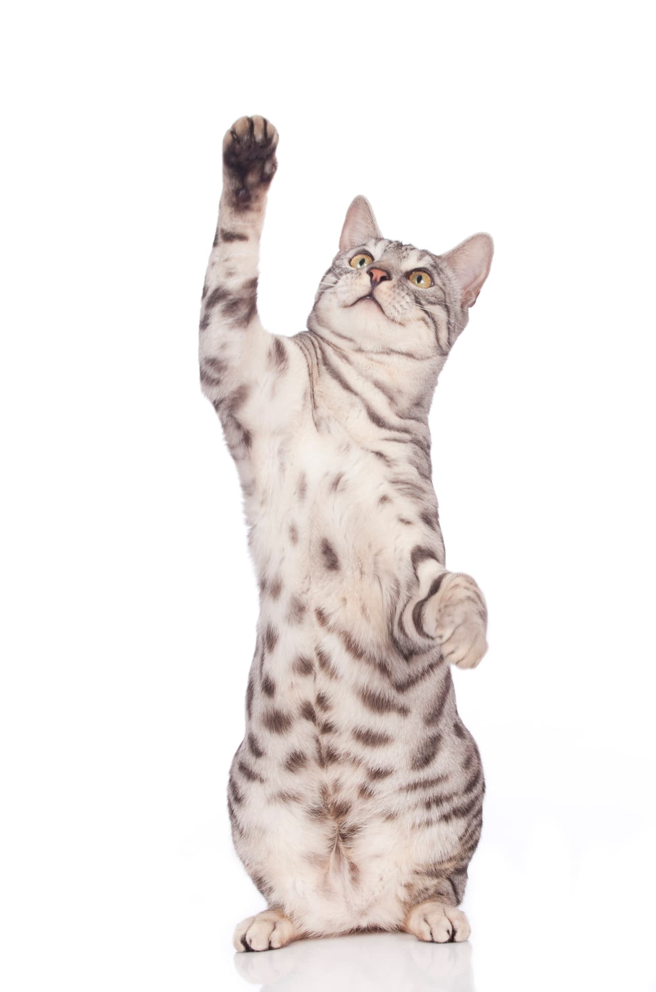 El gato aprende trucos o habilidades nuevas sólo si le conviene. ¿Qué hay a cambio?