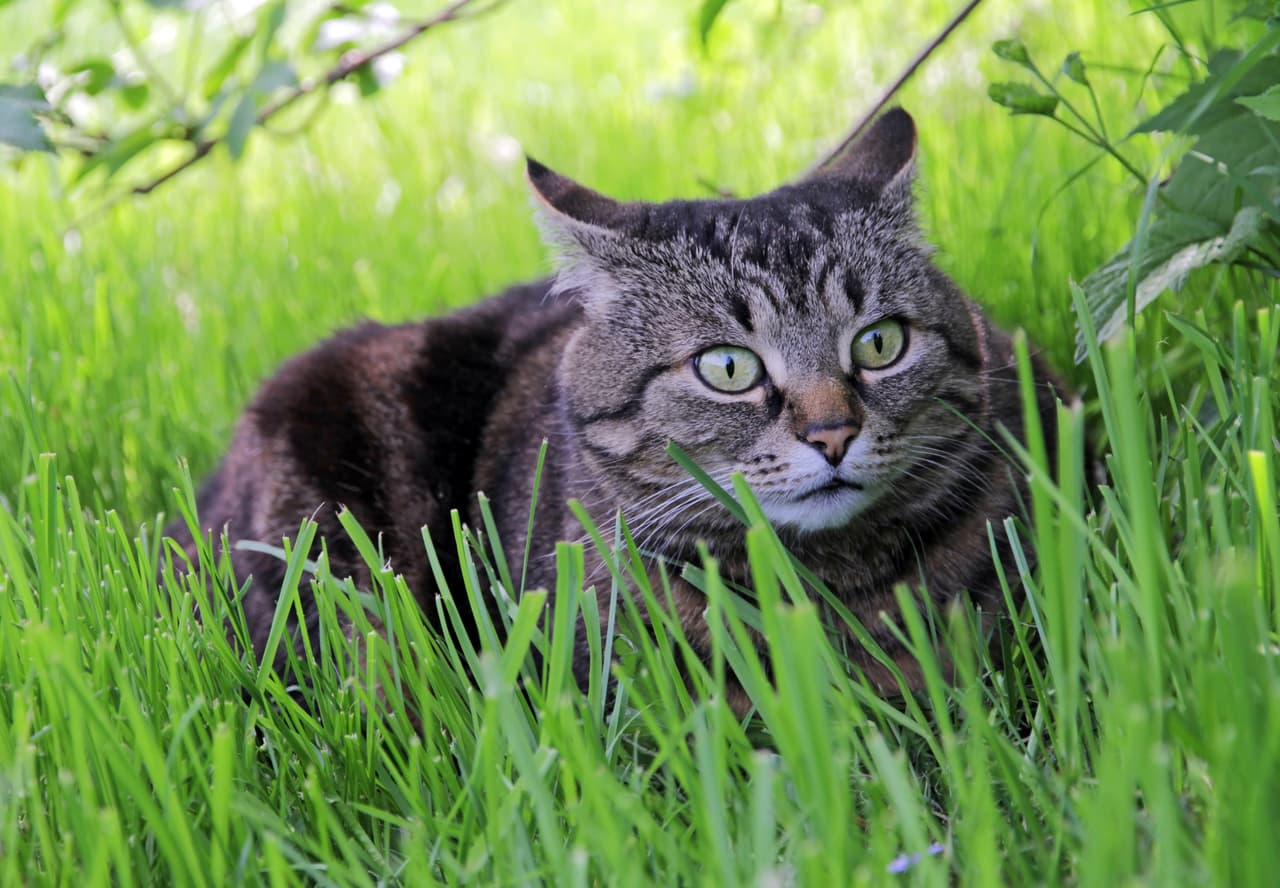 Por eso puedes mantener una rutina que ayude a calmar la ansiedad del gato anciano.