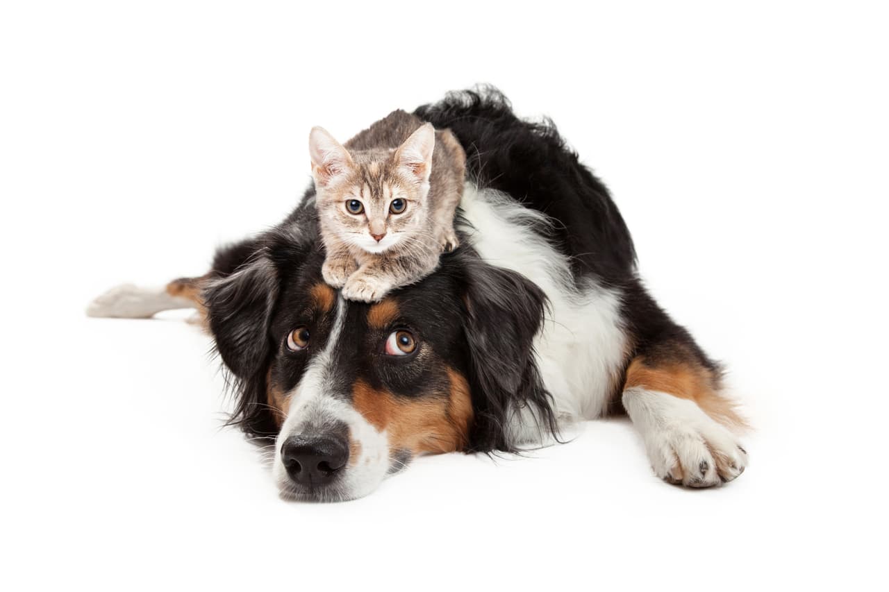 Aunque el gato no haga muchas de las tareas que el perro realiza, ¡él también es muy inteligente!