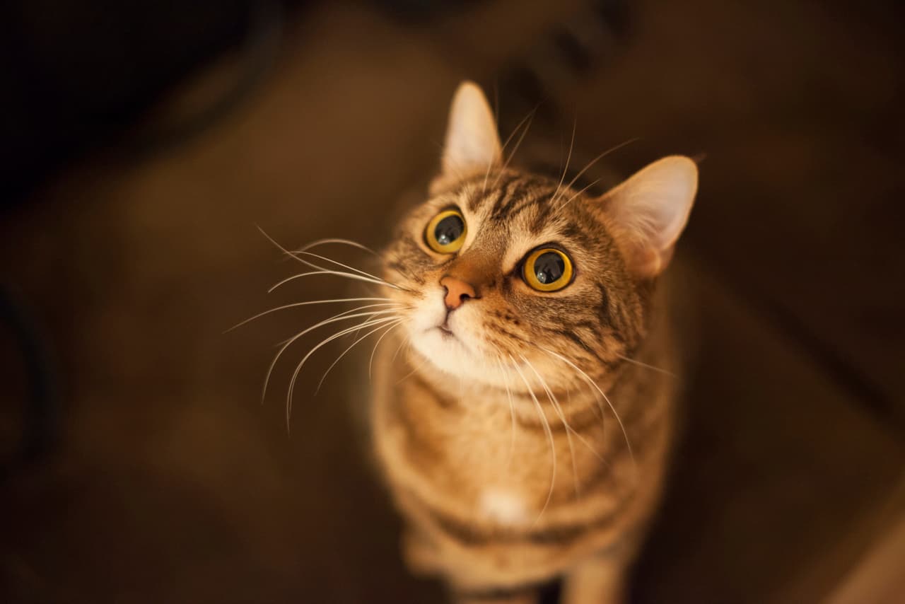 Cada especie entiende el mundo y recuerda de su propia manera. Ayuda a tu gato a seguir aprendiendo.