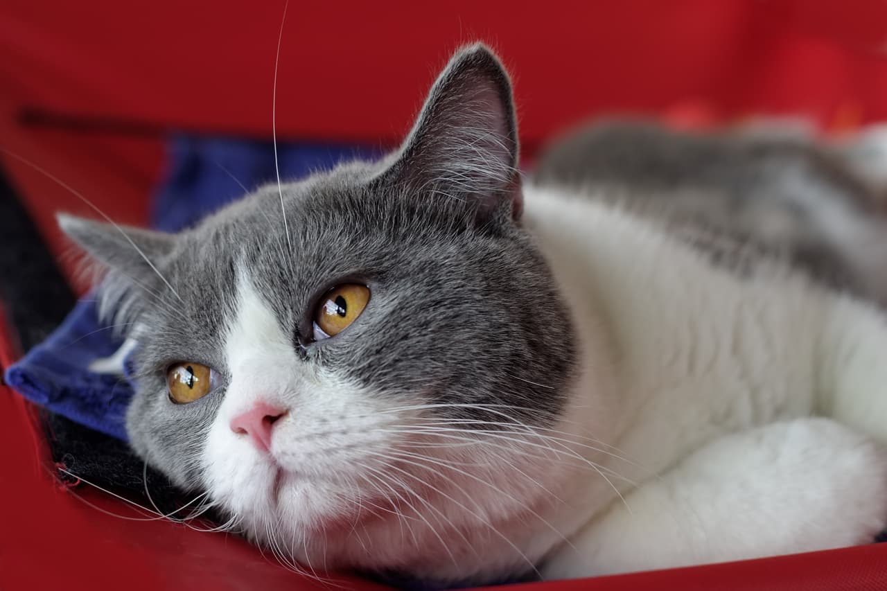 <b>Métela a tu casa. </b>El oído de nuestras mascotas es muy sensible al ruido provocado por la pirotecnia, por lo que te recomendamos dejar que pasen la noche y hasta duerman dentro de tu casa.