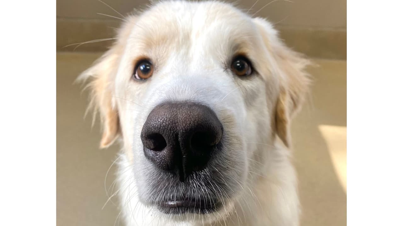 Ronald, el perro que se viralizó por haber sido rechazado 14 veces