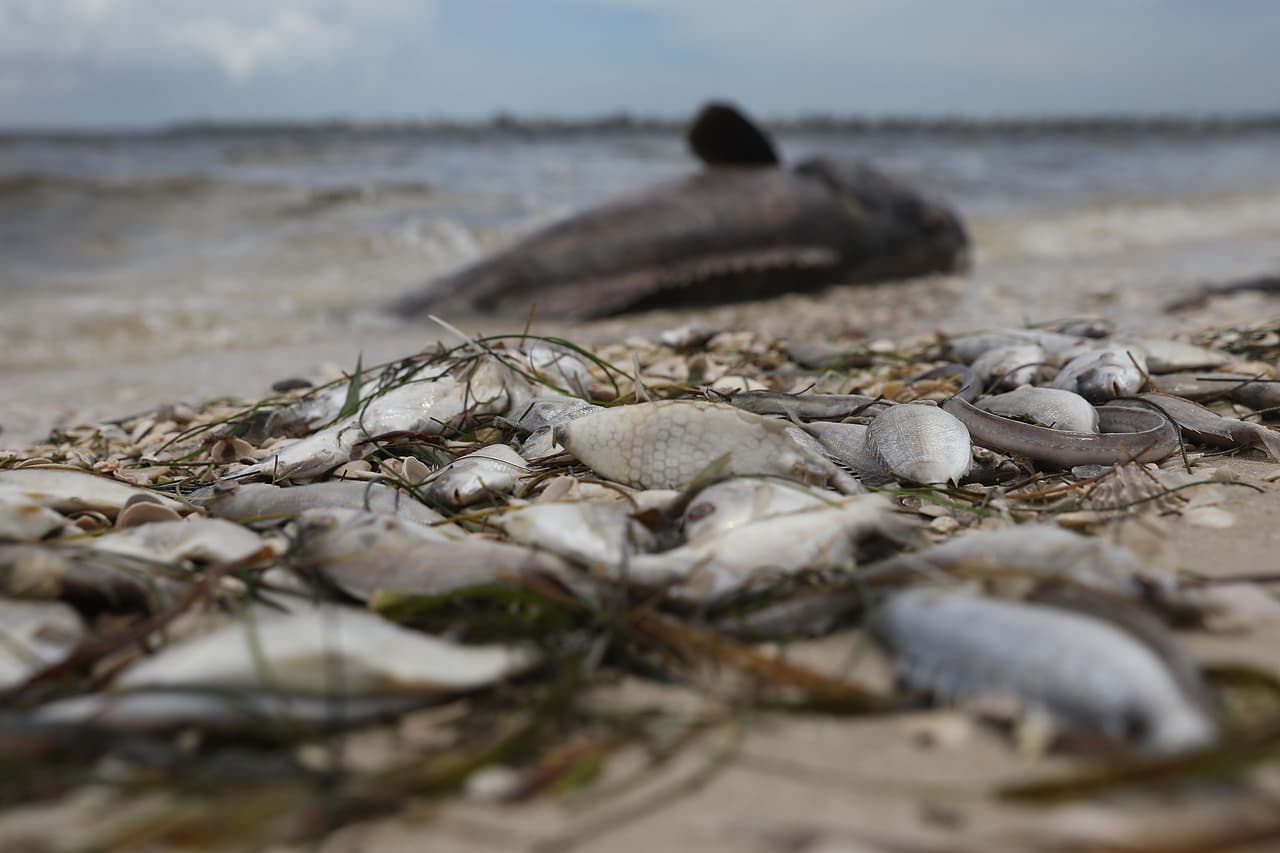 Esta foto fue tomada en las orillas de Sanibel, en el condado de Lee, al oeste de Florida.