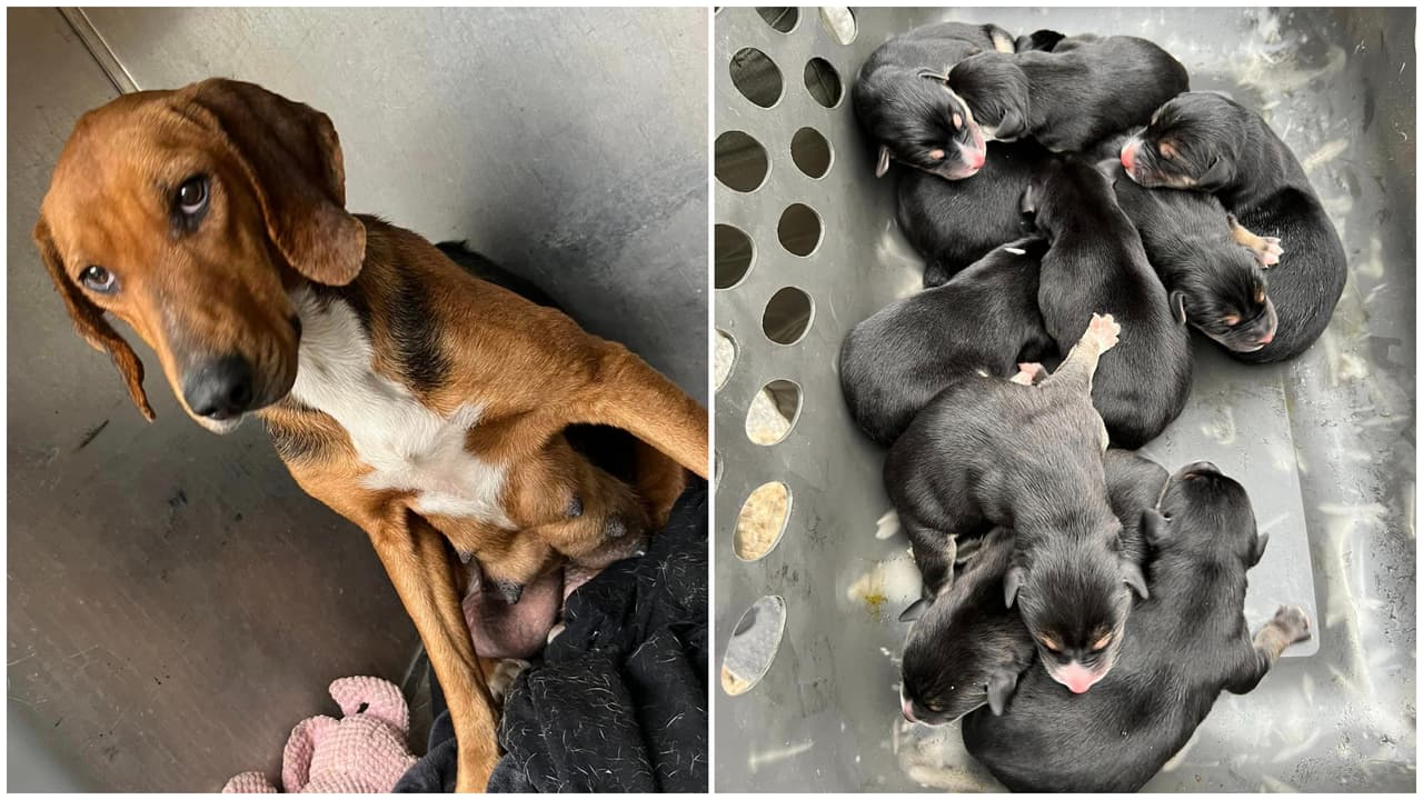 Rescatan a perra junto a sus 10 cachorros de una casa abandonada en Vanceboro, ahora les buscan un refugio