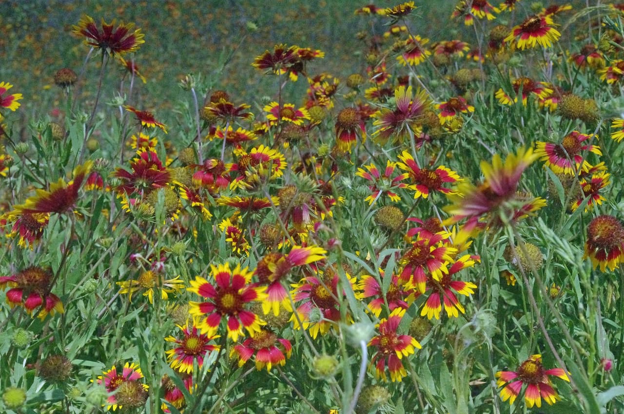 El Departamento de Transporte de Texas (TxDOT) ha publicado una 
<a href="https://www.txdot.gov/inside-txdot/division/maintenance/wildflower-program/planting-wildflowers.html" target="_blank">página web</a> para ayudar a los jardineros a plantar flores silvestres en sus patios.