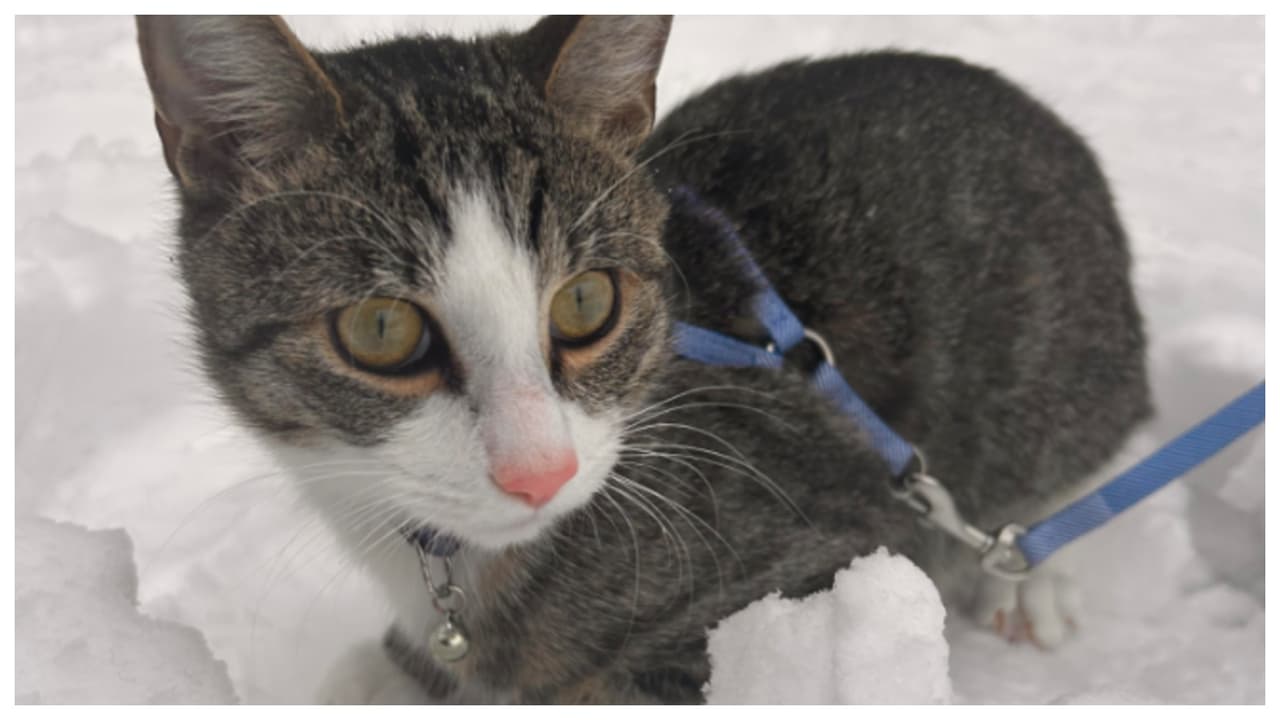 "A mi gato, Chapo Aguilar, le gusta la nieve". Autor: Lindsay Aguilar.