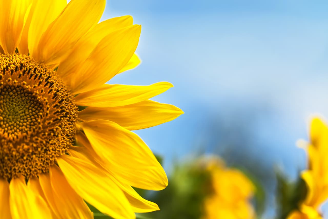 Su color es el dorado y las gemas o piedras preciosas que se asocian con este signo regio es el rubí, siendo el oro su metal. Los girasoles y las rosamarías son las plantas típicas de Leo