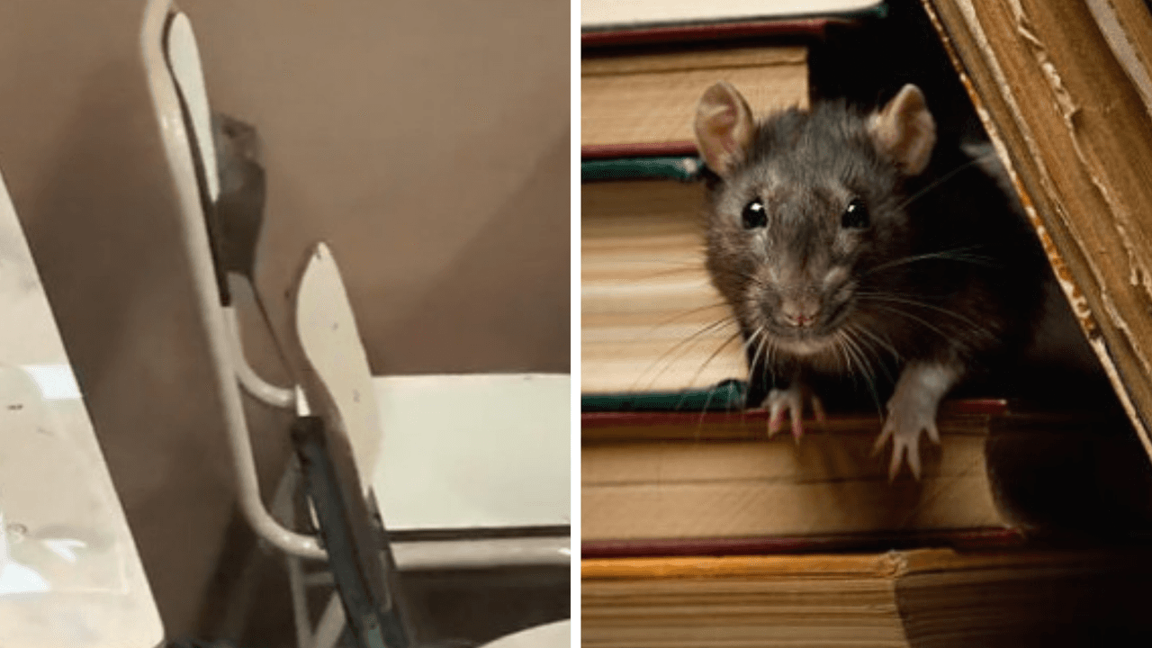 La rata se paseo por las sillas y mesas del aula