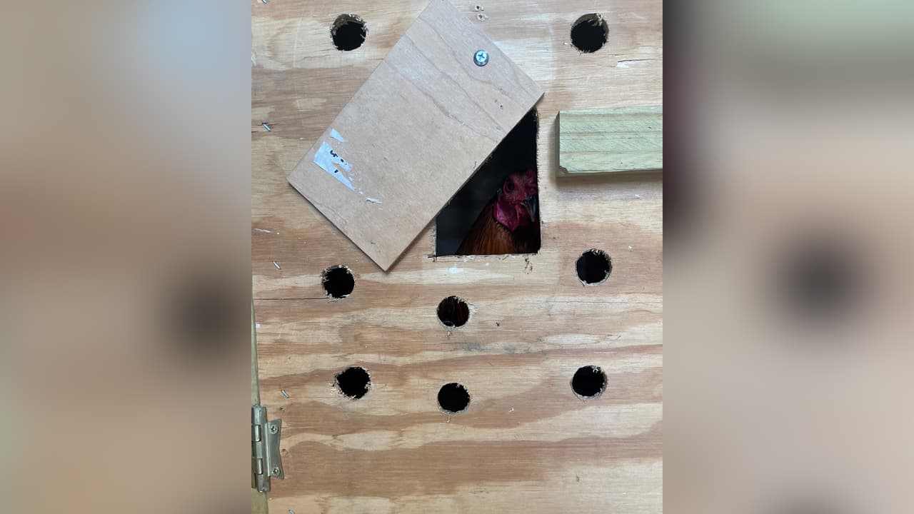 Constable Heap y el grupo de trabajo contra la crueldad animal del condado de Harris, solicitan a la comunidad que se reporten actividades ilegales como las peleas de gallos o cualquier otro tipo de tortura o abuso animal.