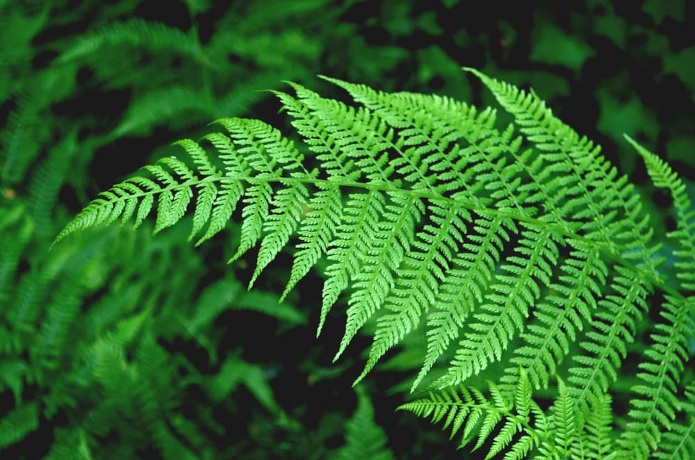 También nos ayudarían a tomar buenas decisiones al estar indecisos o conflictuados sobre qué hacer en nuestra vida.