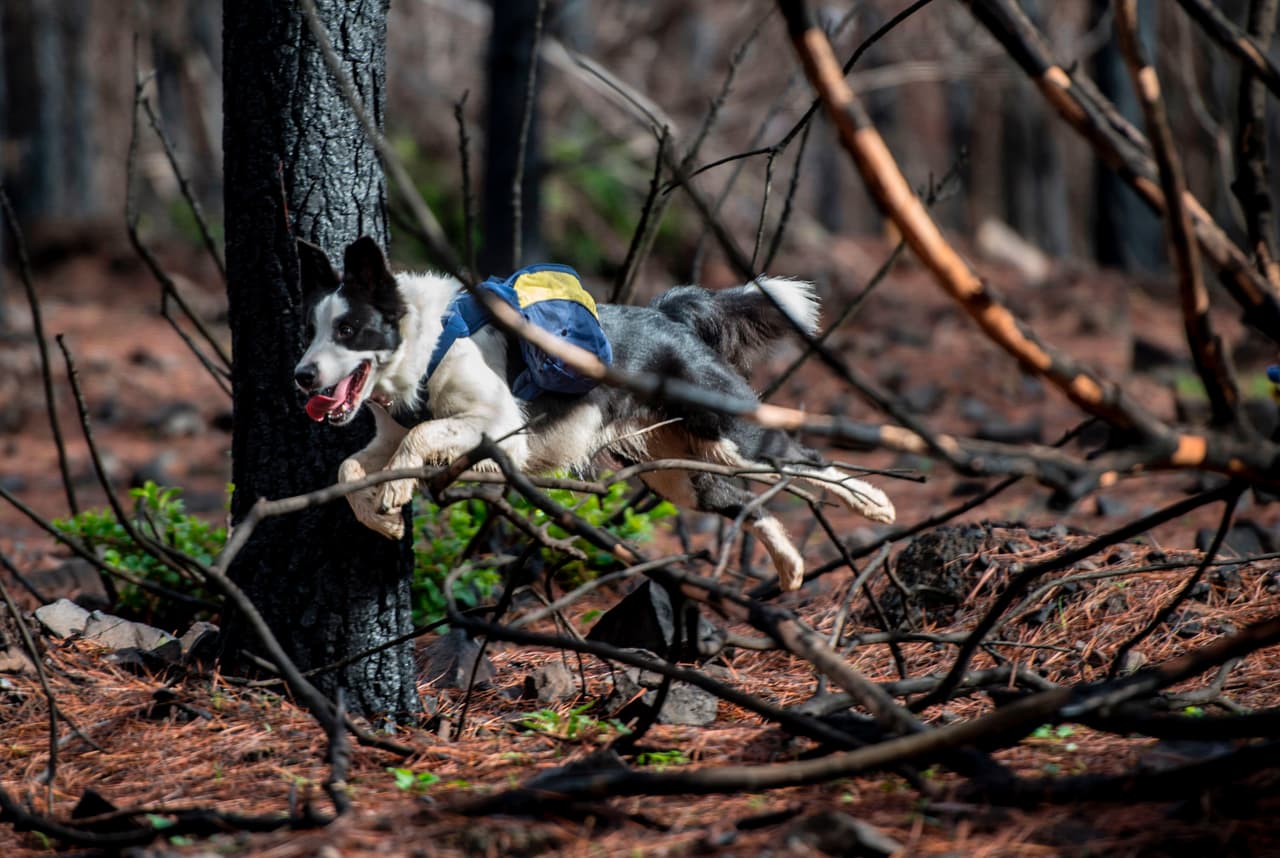 Torres explica que se escogieron a estos canes para la tarea de resembrar los bosques porque pueden ser muy eficientes en ello. Estos animales pueden recorrer hasta 19 millas en un día, trayecto por el que dispersan unas 22 libras de semillas. En cambio, en el mismo tiempo, las personas sólo podrían recorrer unas 2 millas y dispersar muchas menos semillas.