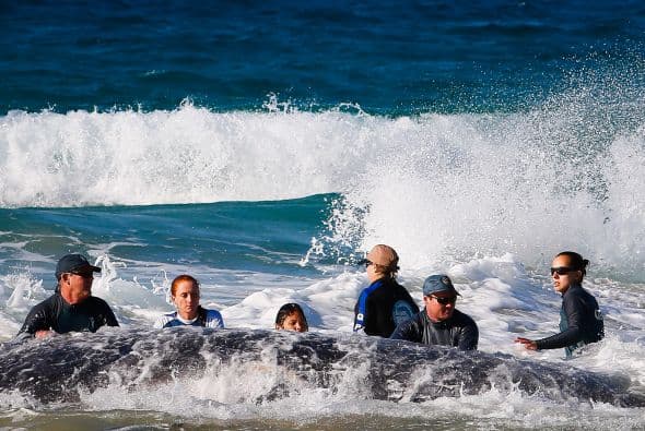 Ya que si muere en la costa puede generarse un gran foco de contaminación y enfermedades para otro animales incluso para las personas.