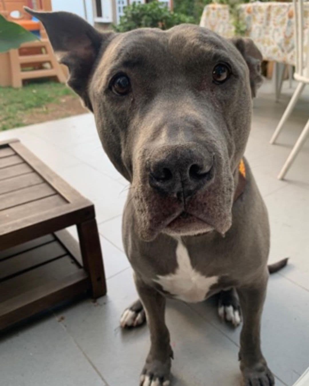 La protagonista de novelas hizo una recopilación de fotos donde aparece su fallecido pitbull conviviendo como un miembro más de la familia.