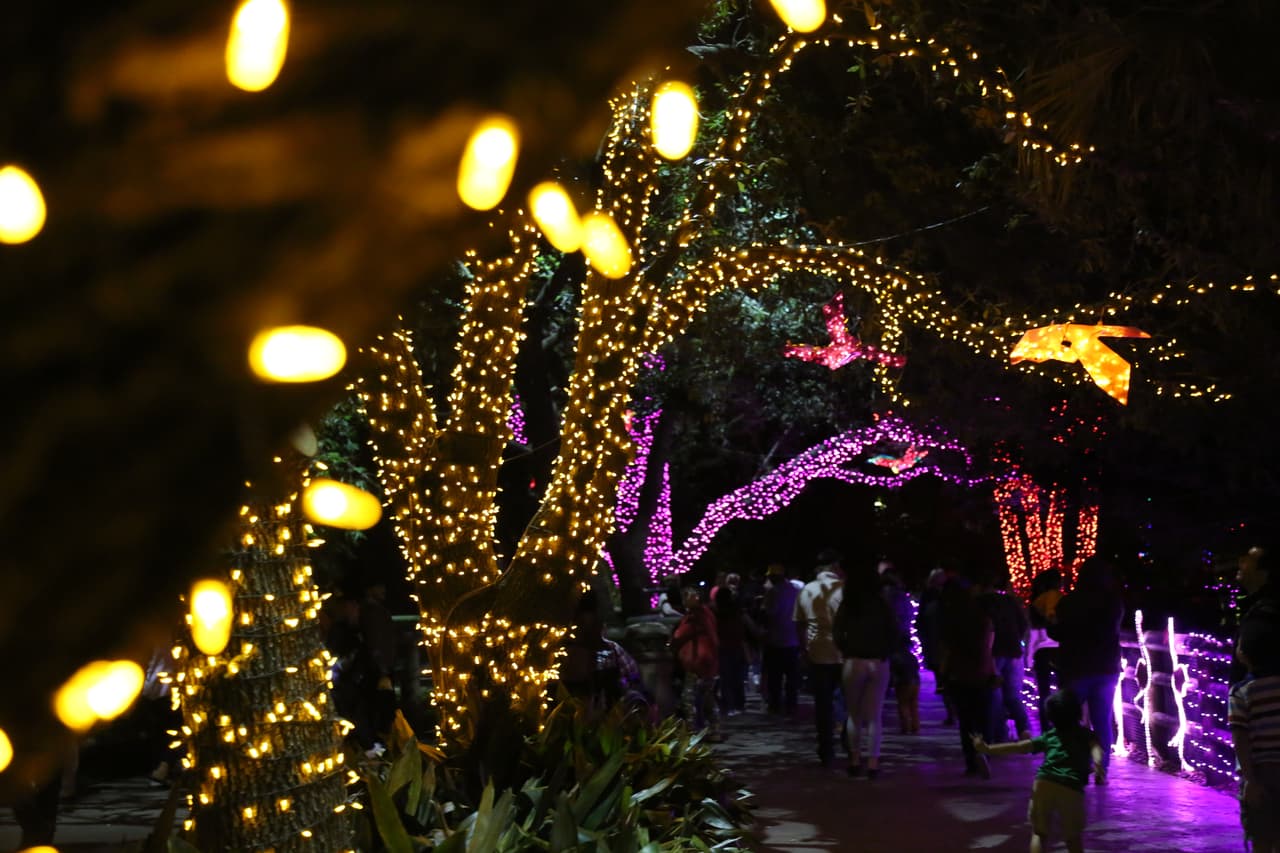 Los visitantes transitan por extensos pasajes iluminados con millones de focos navideños.