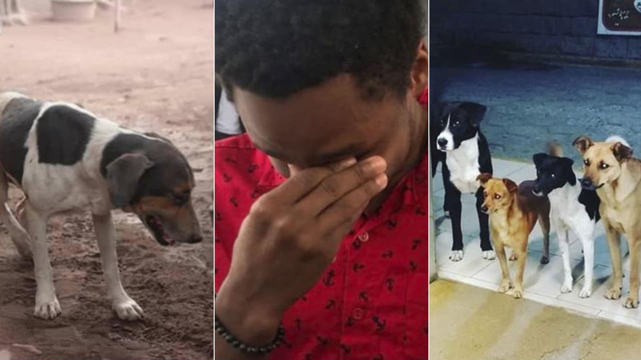 Los videos que hicieron que nos tocáramos el corazón en el 2018