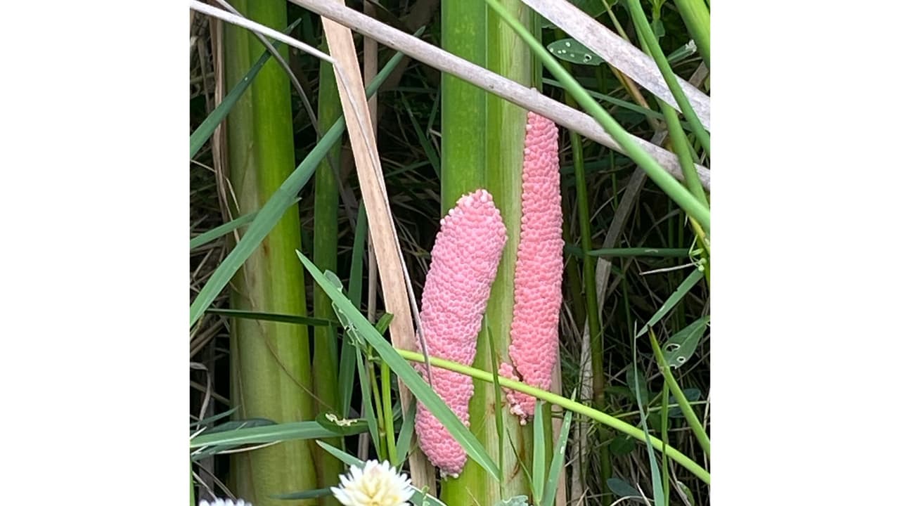 <h3 class="cms-H3-H3"><b>Cómo cuidarse de este parásito </b></h3>
<br>
<br>La prevención es el primer paso y el más importante para reducir el riesgo de que las especies invasoras establezcan poblaciones en las aguas de Georgia.
<br>
<br>Las autoridades informaron que estos caracoles pueden verse en cuerpos de agua, como lagos y lagunas.
<br>
<br>Entre las recomendaciones que dieron las autoridades son:
<br>Tomarse el tiempo para lavar a fondo su bote, remolque y equipo de pesca después de cada salida al agua
<br>No liberar intencionalmente especies no nativas en cuerpos de agua donde antes no estaban presentes son solo algunas de las formas en las que puede ayudar.
<br>