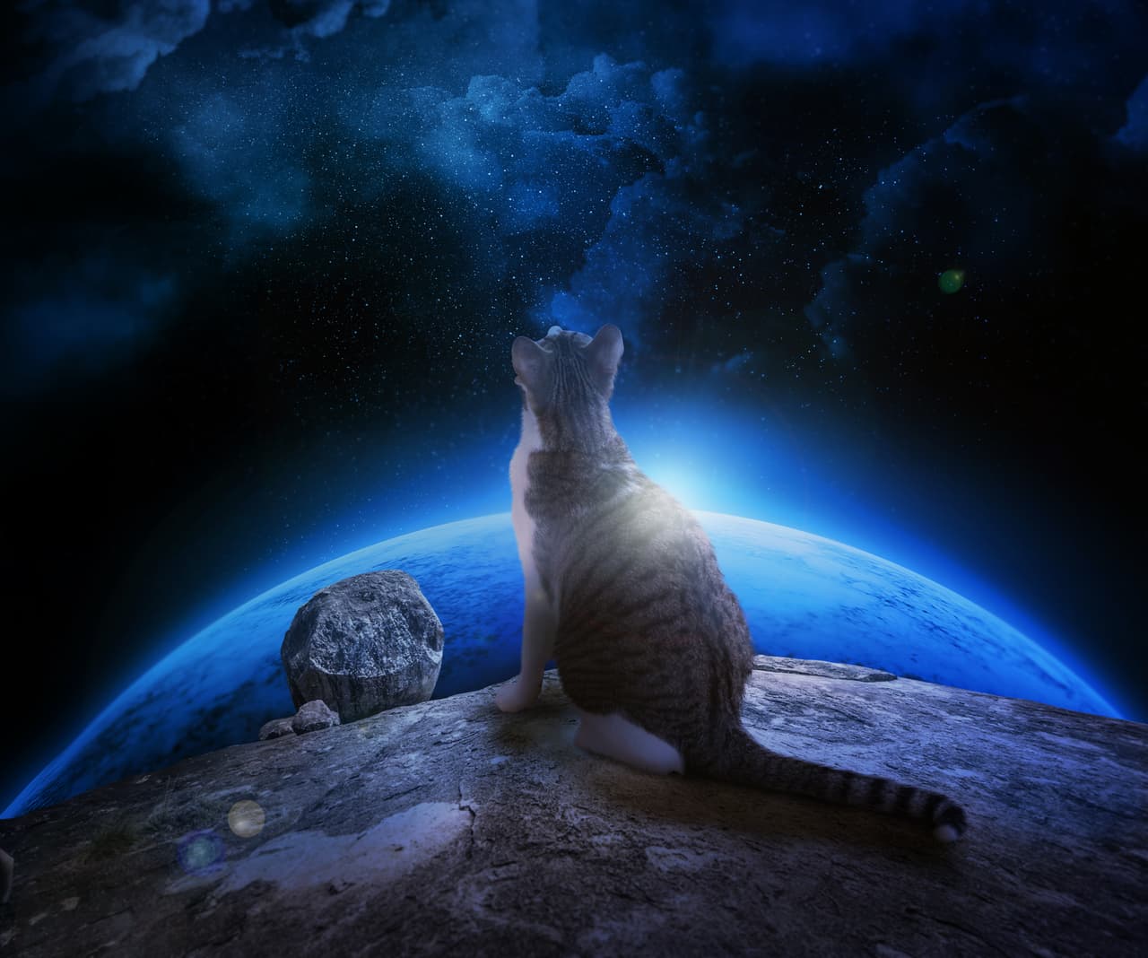 Los gatos ¿son seres extraterrestres?