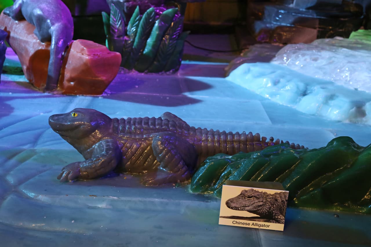 Un dócil y tímido caimán chino, que habita en algunos ríos del este de China.