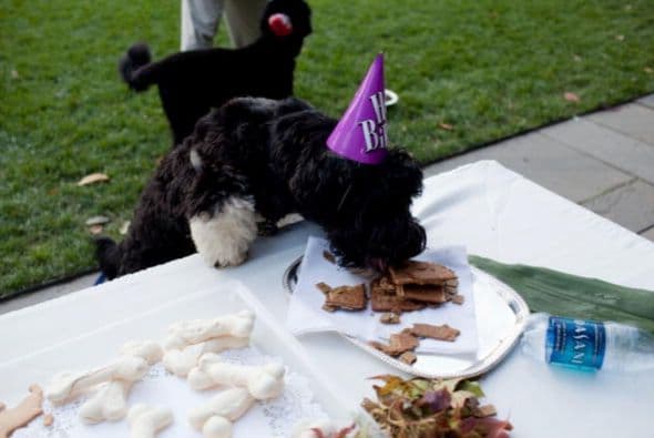 Cappy, hermano de Bo y perteneciente a la familia Kennedy, celebra el cumpleaños de Bo durante un evento en el jardín de la Casa Blanca.