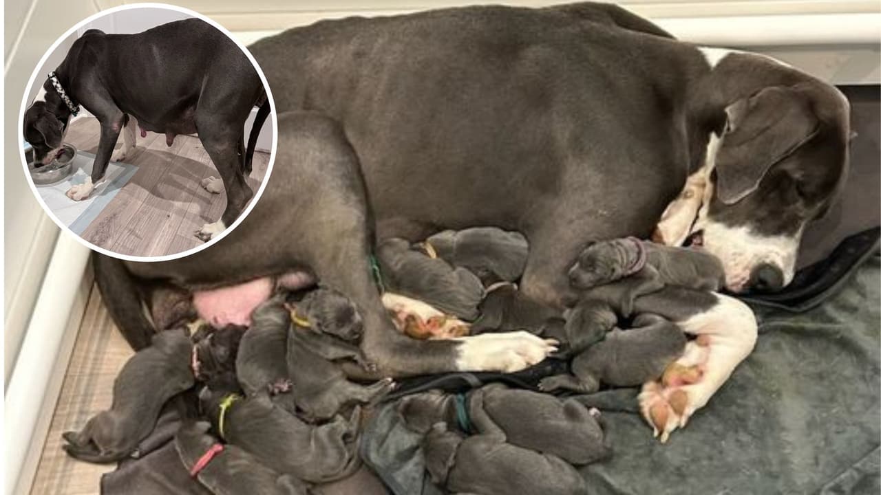 Perrita establece récord en refugio de Carolina del Norte; tiene camada de 15 cachorros 