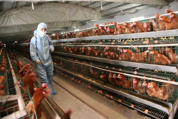 "Nuestros hallazgos demuestran el valor de la vigilancia continuada de los virus de la influenza aviar, y refuerzan la necesidad de unas mejores vacunas y antivirales contra la influenza para un escenario de ese tipo", dijo Kawaoka.