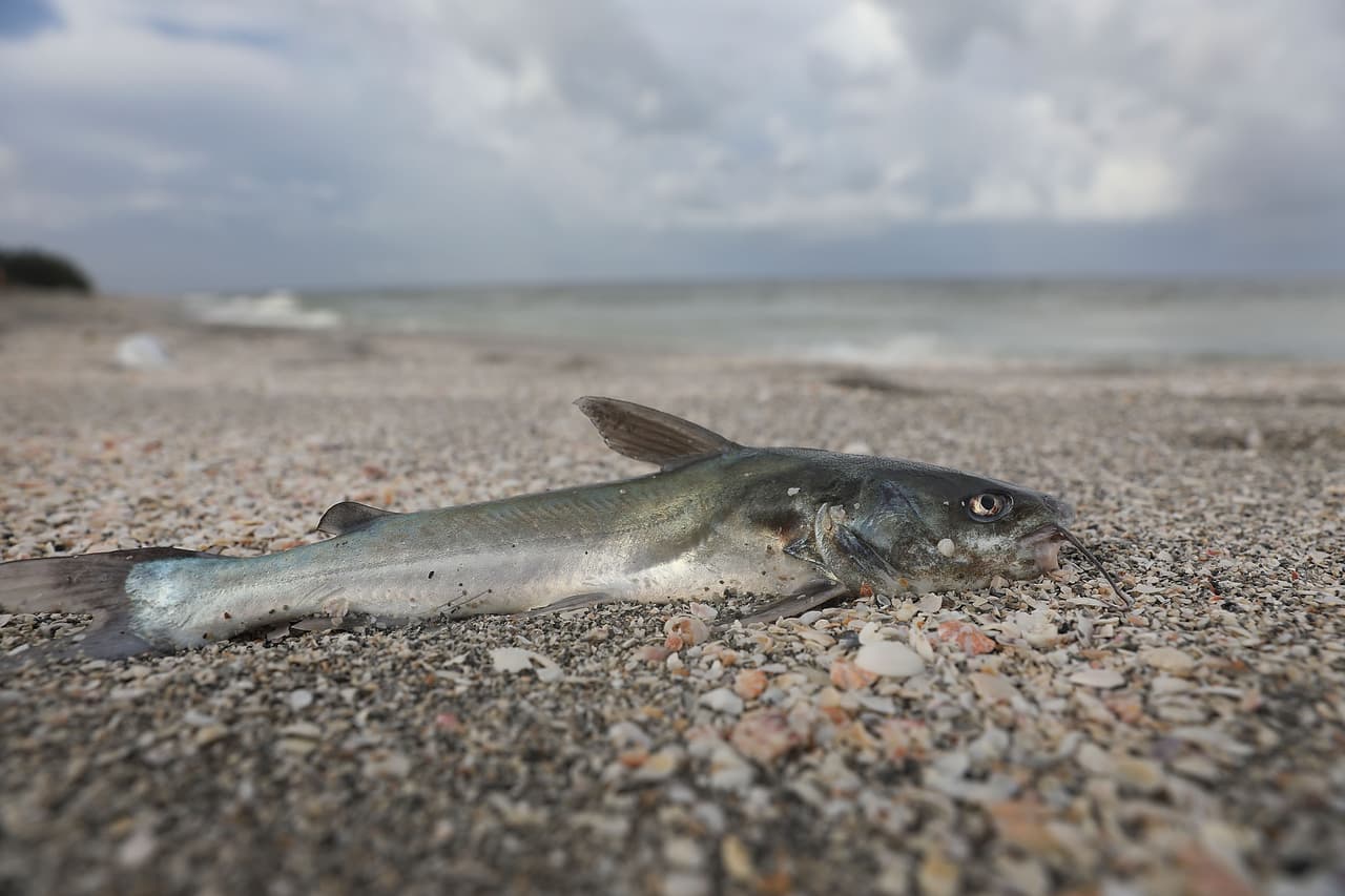 Autoridades advierten a los asmáticos u otras personas con problemas respiratorios deben evitar las playas donde la marea roja está presente. Además, las mascotas también pueden sufrir las consecuencias. La inhalación de algas tóxicas puede causar irritación ocular y problemas respiratorios.