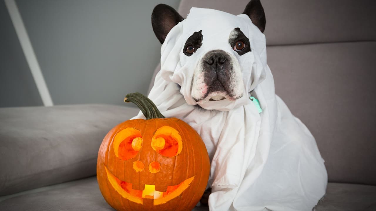 Si tu mascota consume calabaza en grandes cantidades puede tener problemas gastrointestinales. Por eso procura que no tenga ninguna calabaza a su alcance para que no corras el riesgo de que la coma sin que te des cuenta.