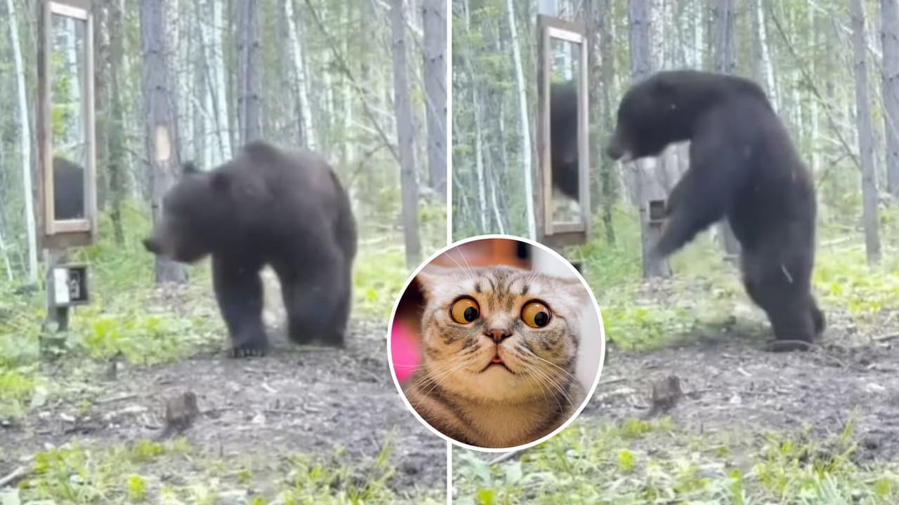 "Sintió el verdadero terror": Oso se hace viral por su inesperada reacción al verse por primera vez en un espejo